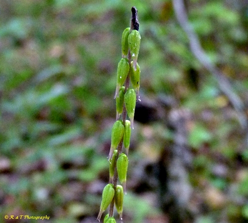 {Phryma leptostachya}